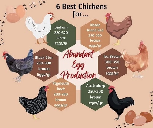 gardenmama40 chickens for eggs.jpg